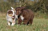 BERGER AUSTRALIEN PUPPIES 206